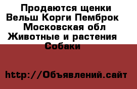 Продаются щенки Вельш Корги Пемброк - Московская обл. Животные и растения » Собаки   
